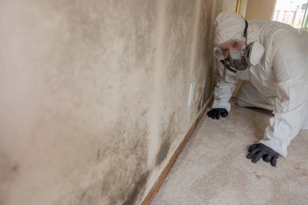 Why You Should Choose Our Mold Remediation Services in Florin, CA